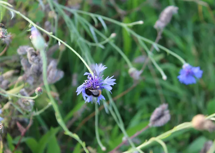 Campo de lujo Belltent 't Bievink - Buitengewoon Overnachten Westendorp